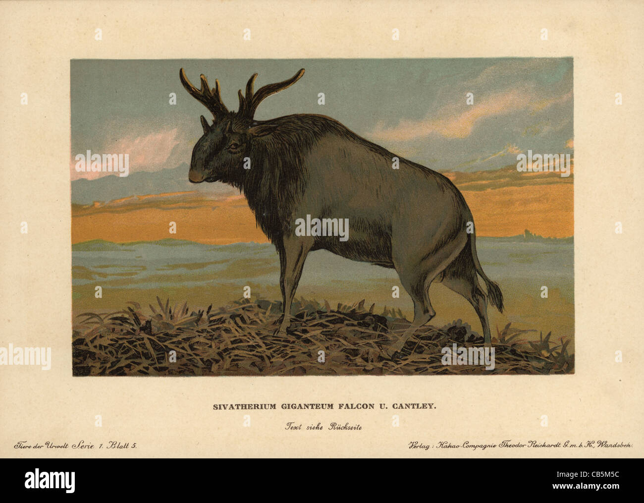 Sivatherium, Sivatherium giganteum, estinto genere di giraffid. Foto Stock