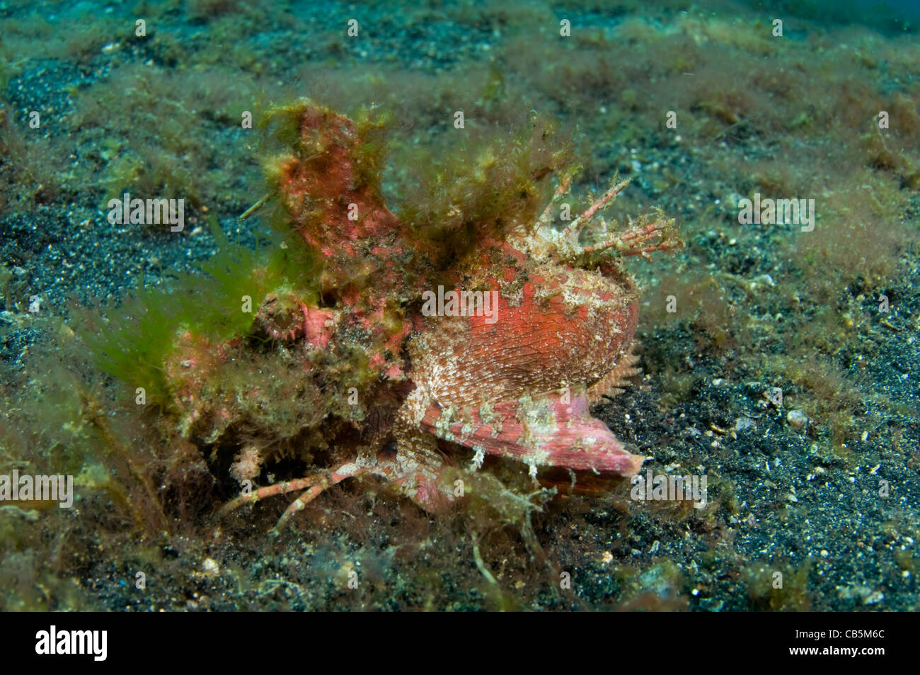 Devilfish spinosa, Inimicus didactylus, Lembeh strait Bitung, Manado, Nord Sulawesi, Indonesia, Oceano Pacifico Foto Stock