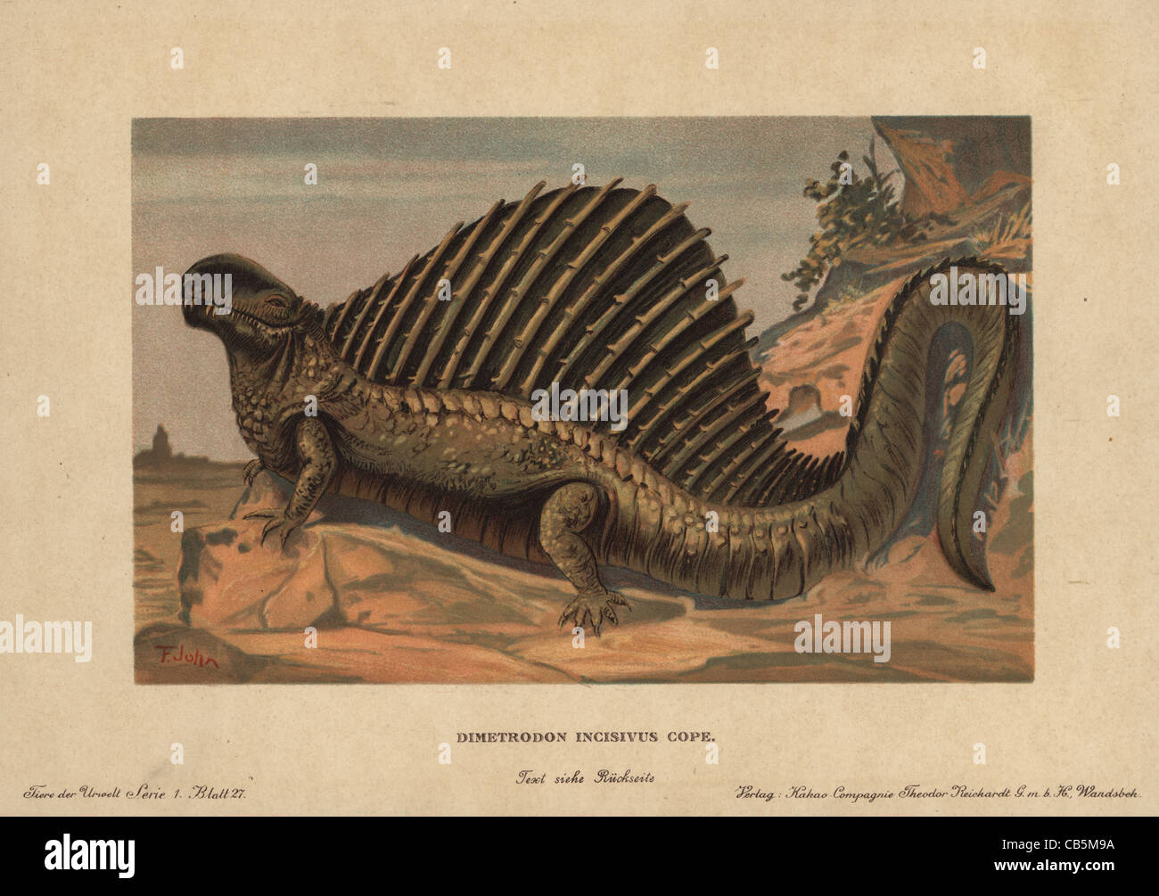 Dimetrodon, estinto synapsid predatori genere del Permiano periodo. Foto Stock