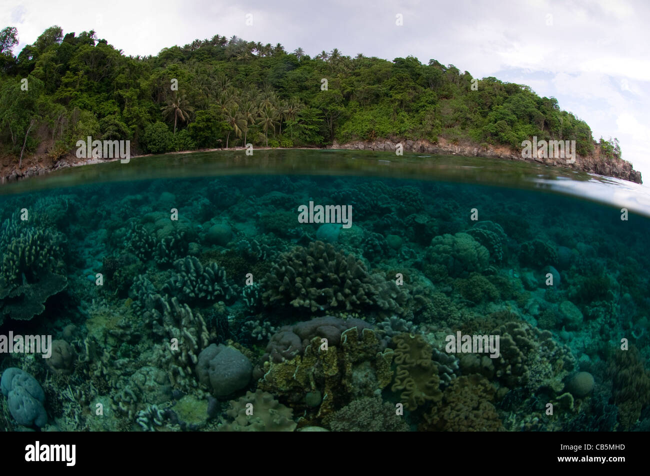 Split foto di un giardino di corallo duro e Lembeh Island, Nord Sulawesi, Indonesia Foto Stock