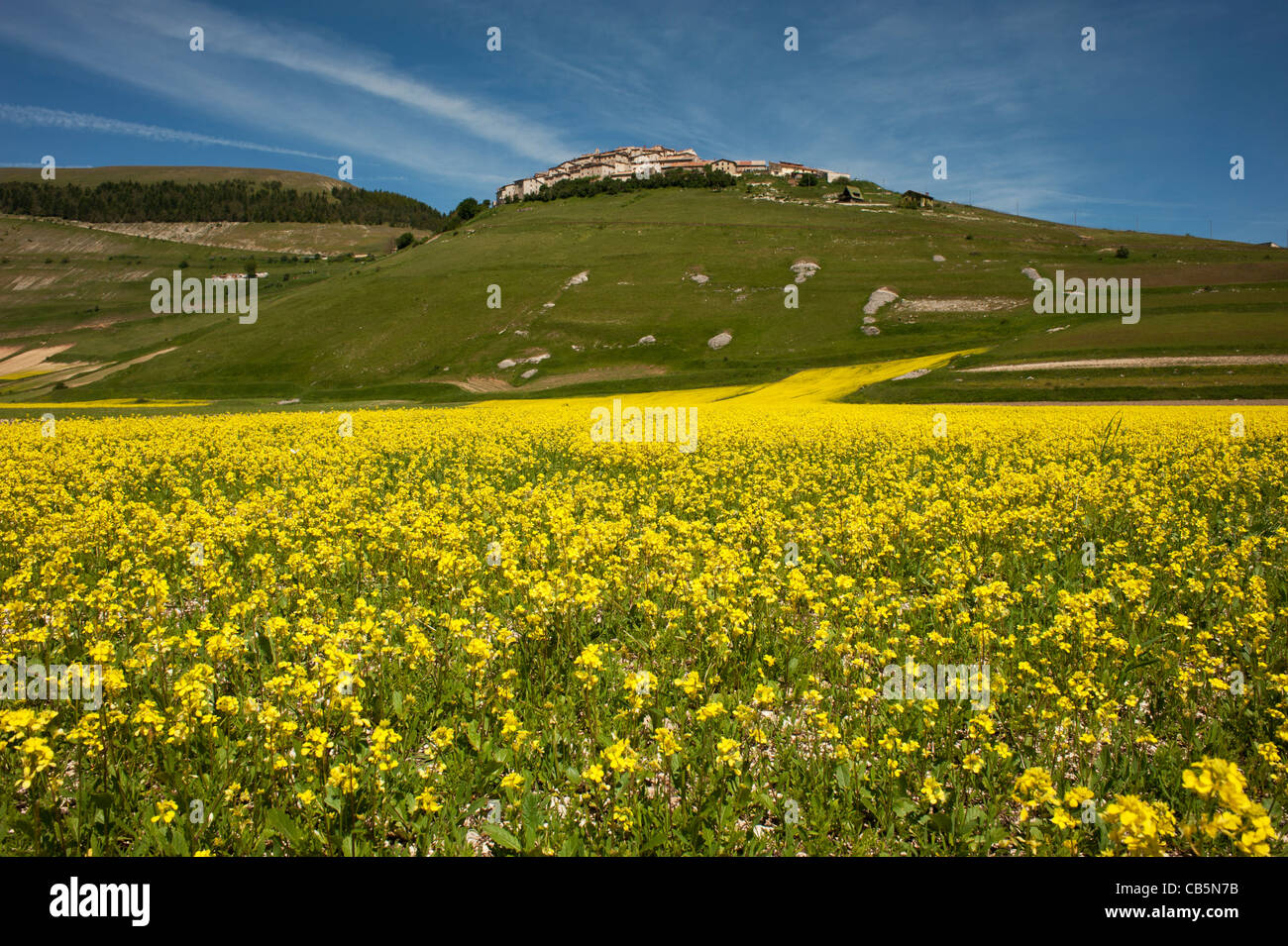 Campi di lenticchie e fiori di colore giallo nella primavera del  Castelluccio di Norcia, Italia Foto stock - Alamy