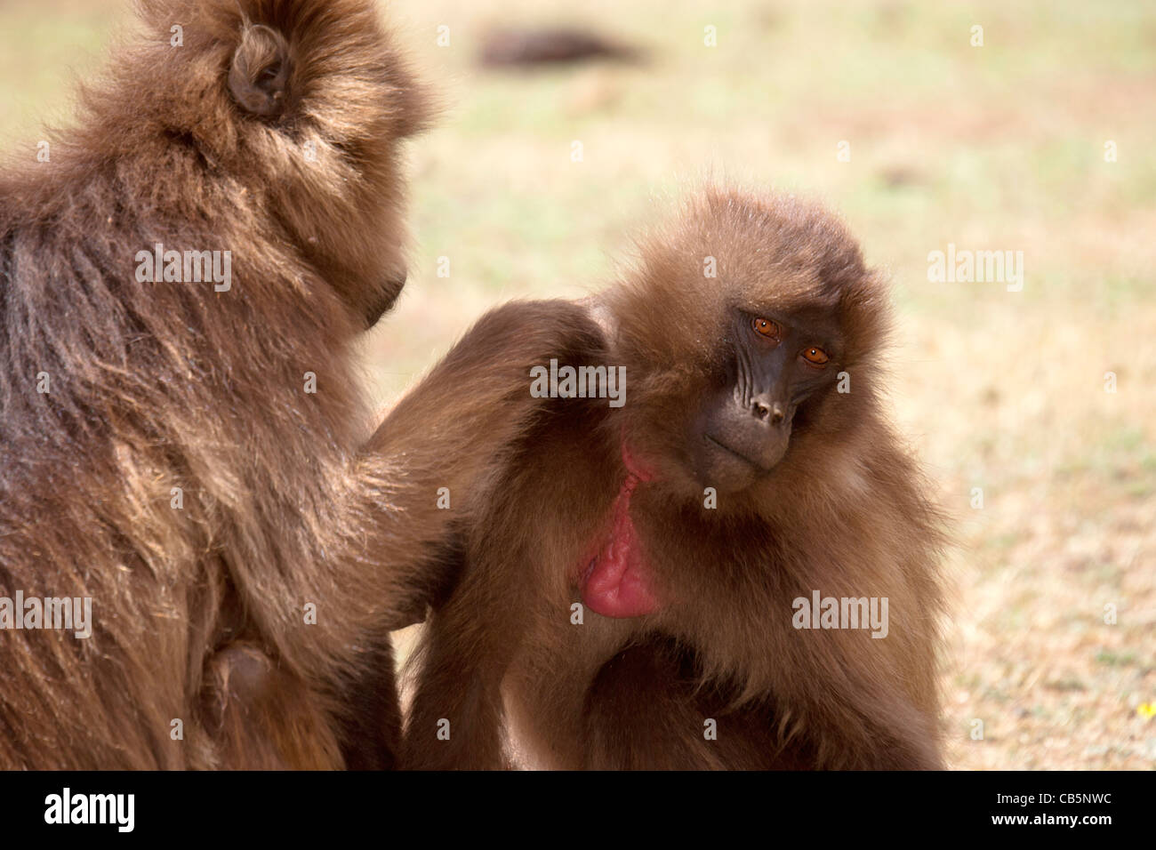 Una truppa di babbuino Gelada toelettatura lungo la scarpata settentrionale in Simien Mountains, l'Etiopia settentrionale, Africa. Foto Stock