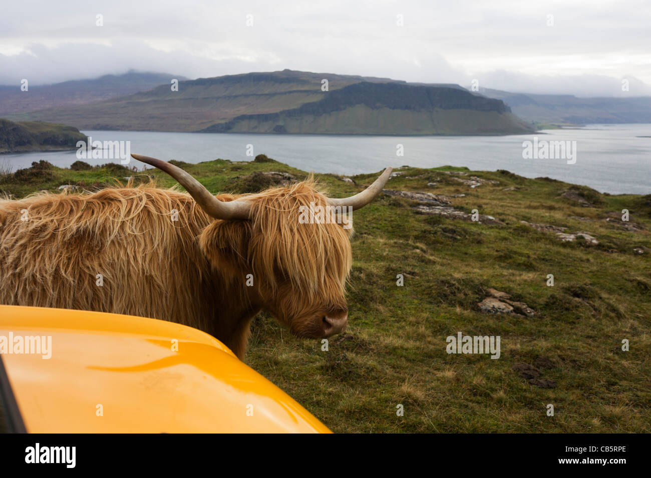 Longhorn vacca e JCB Workmax Utility veicolo agricolo si affaccia su Loch Na Keal, vicino Araronich, Isle of Mull, Scozia. Foto Stock