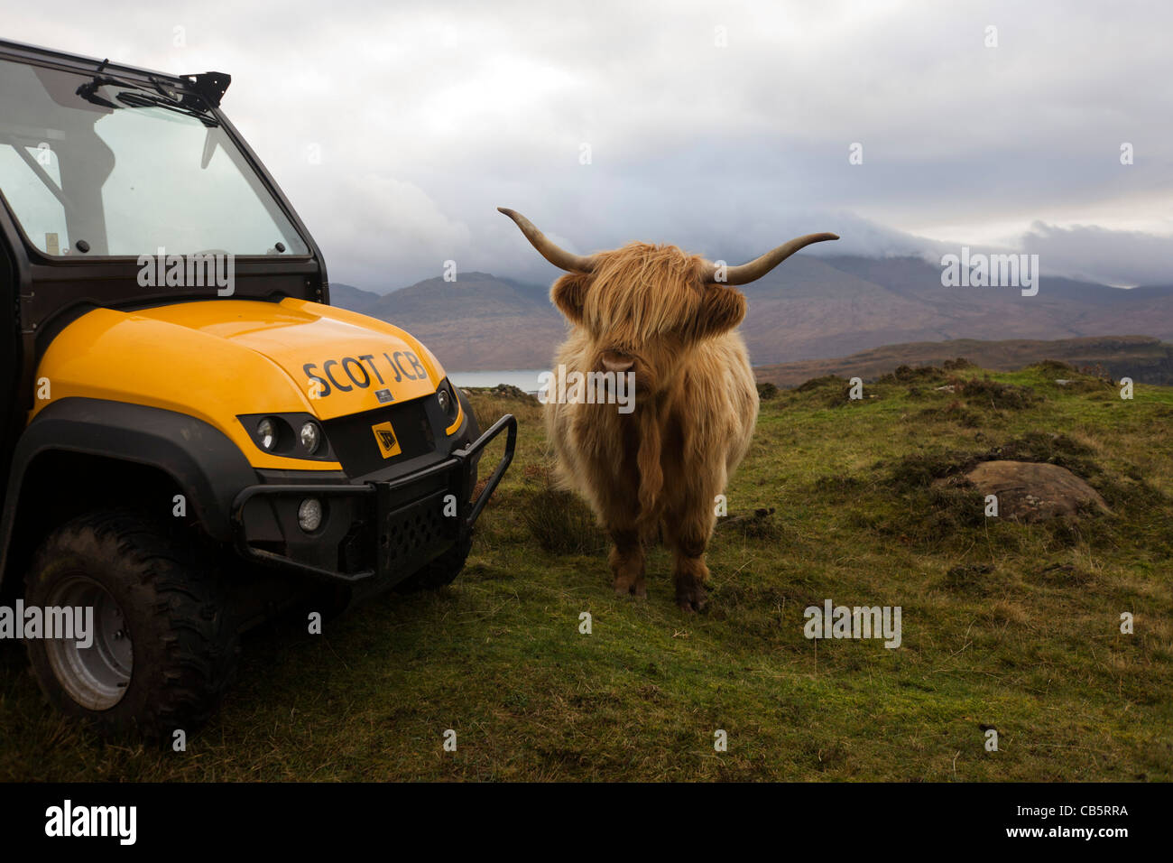 Longhorn vacca e JCB Workmax Utility veicolo agricolo si affaccia su Loch Na Keal, vicino Araronich, Isle of Mull, Scozia. Foto Stock