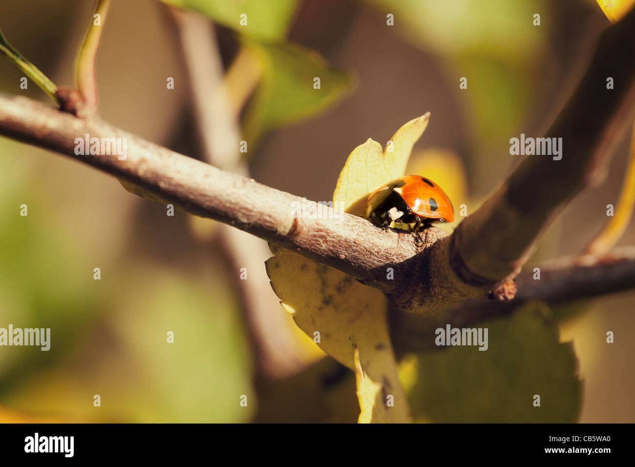 Macro di un 7-Spot Ladybird (Coccinella 7-punctata) camminando su di un ramo Foto Stock