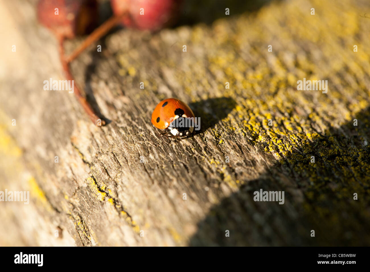 Macro di un 7-Spot Ladybird (Coccinella 7-punctata) camminando su una panca in legno Foto Stock
