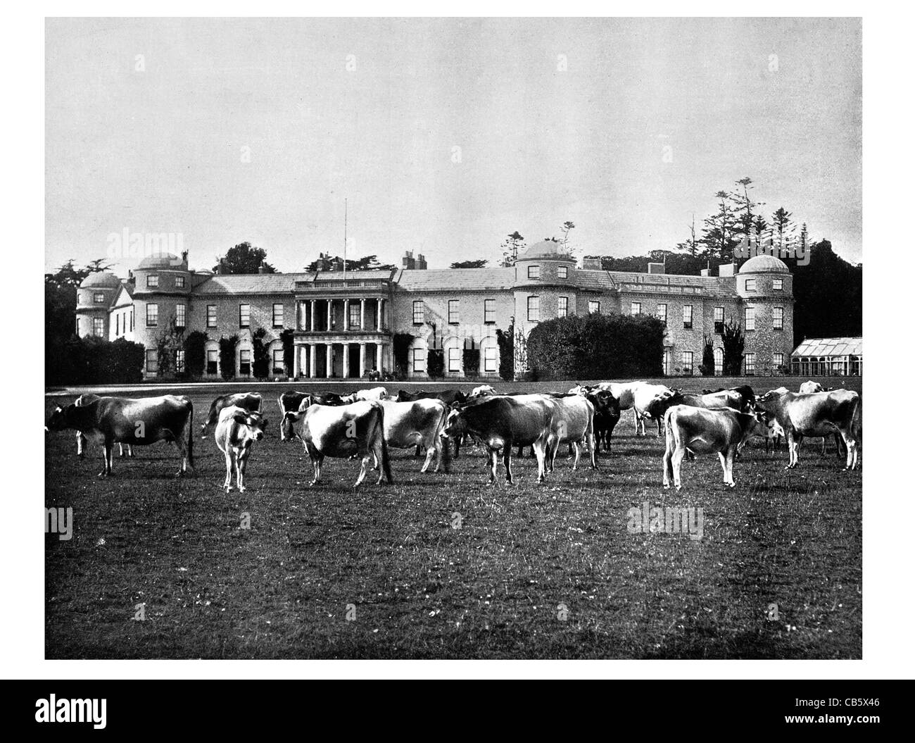 Goodwood country house West Sussex James Wyatt neo-classico ippodromo immobiliare glorioso Vacche Bovini mucca parco paesaggio pascolando Foto Stock