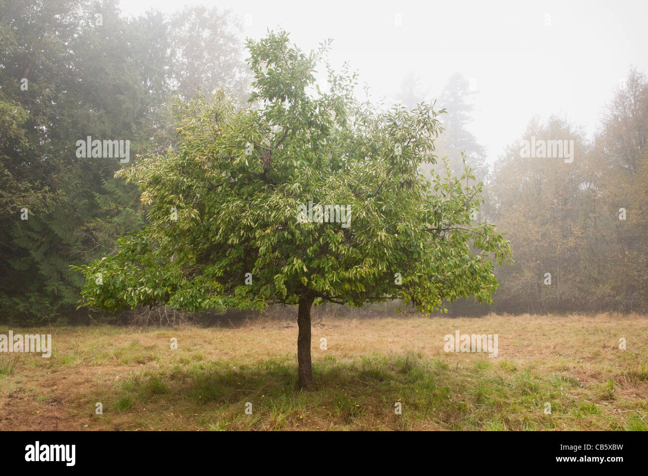 Un isolato susino si siede da solo su una nebbia e foschia mattutina in un pascolo su un'isola del Pacifico nord-occidentale. Foto Stock