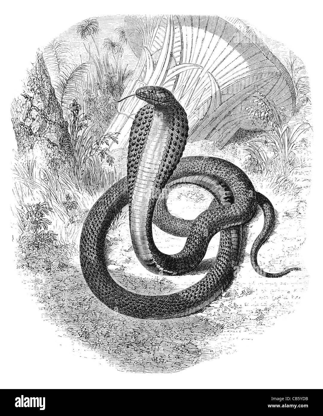 Spectacled Cobra indiano Naja naja Haja serpente incantatore serpente veleno mortale animale predatore preda venom velenosi Foto Stock