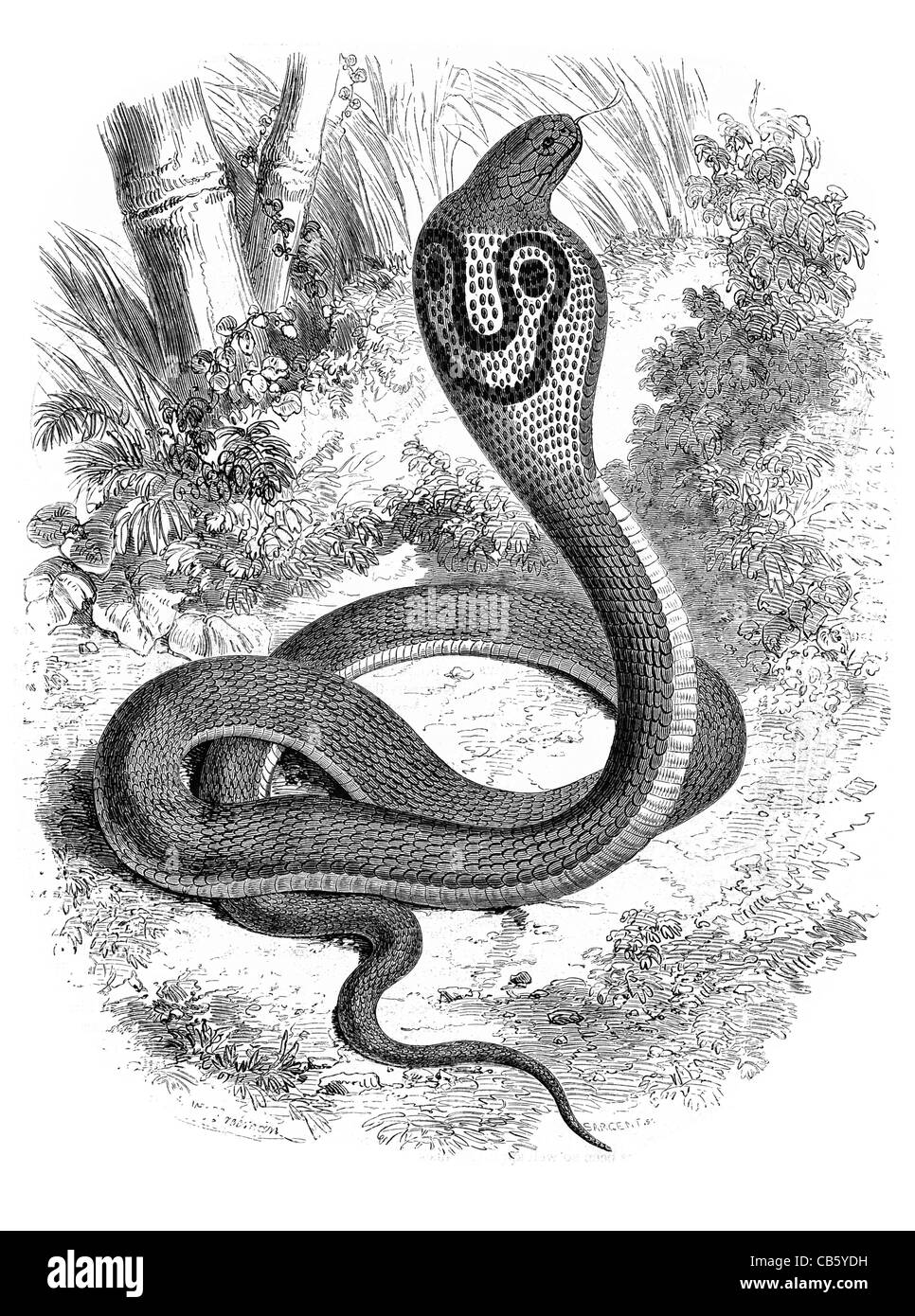 Cobra di Capello serpente serpente selvaggio animali velenosi serpenti di veleno di fauna selvatica natura predatore preda Foto Stock