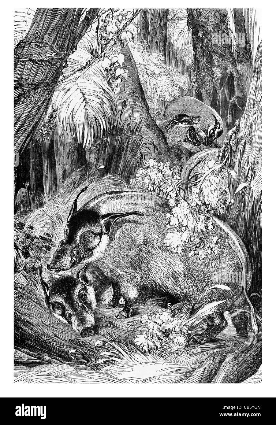 Maiale Chiropotamus Cinghiali Porcellini fauna selvaggia natura preda dormono il sonno habitat di pancetta di maiale cibo gammon prosciutto tartufi tartufo Foto Stock