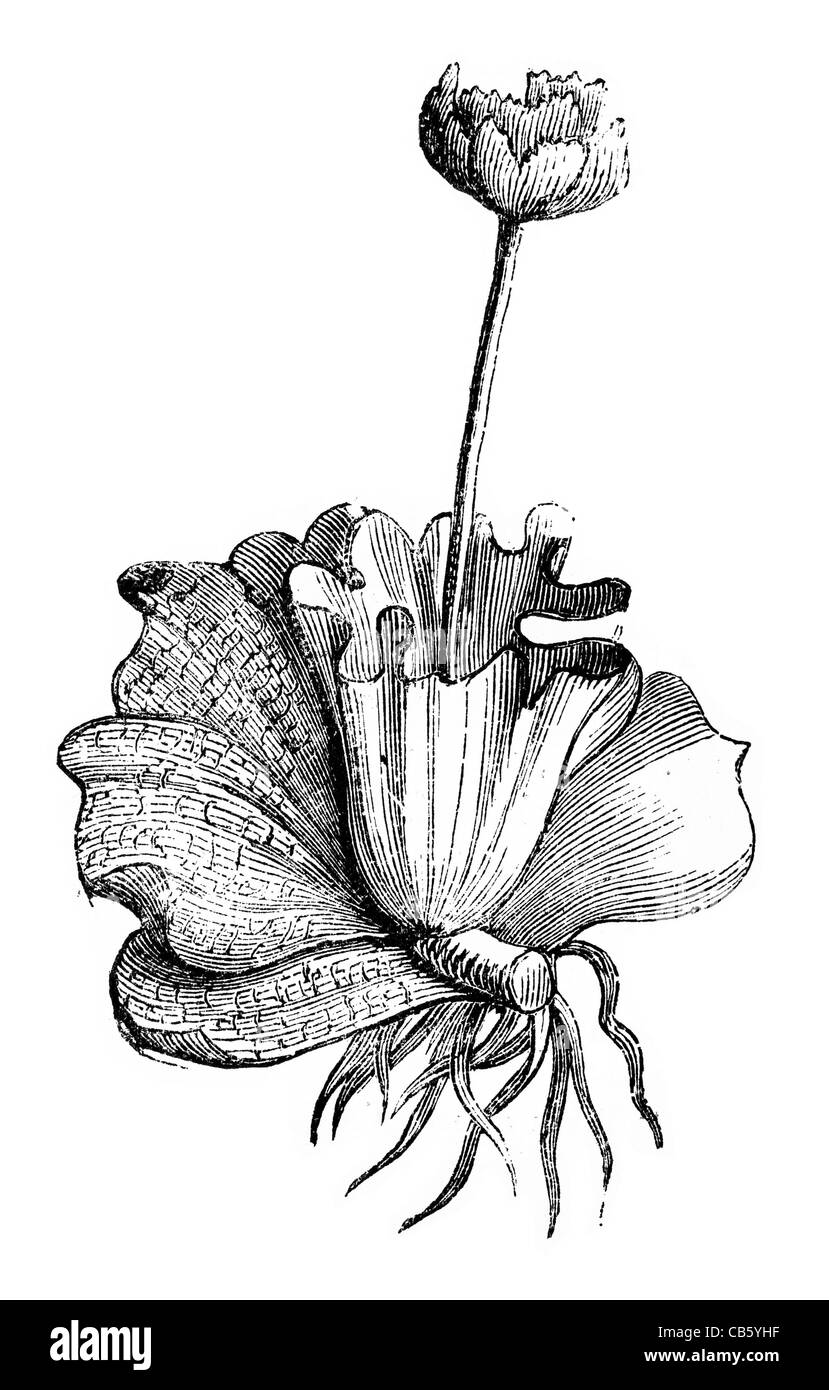 Bryophyta vegetazione di pianta Biologia Botanica botanica botanico botanic muschi moss Foto Stock