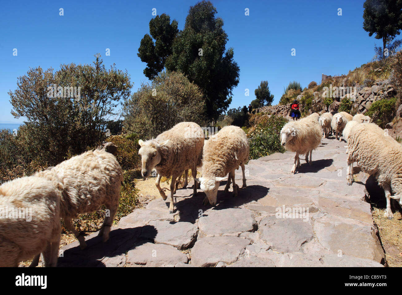 Una donna e la sua pecora discesa su un sentiero su taquile isola nel Lago Titicaca, Perù Foto Stock