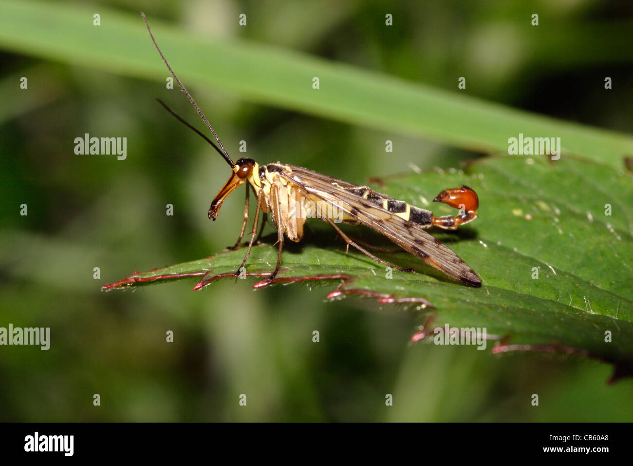 Scorpione comune-fly maschio (Panorpa communis: Panorpidae) REGNO UNITO Foto Stock