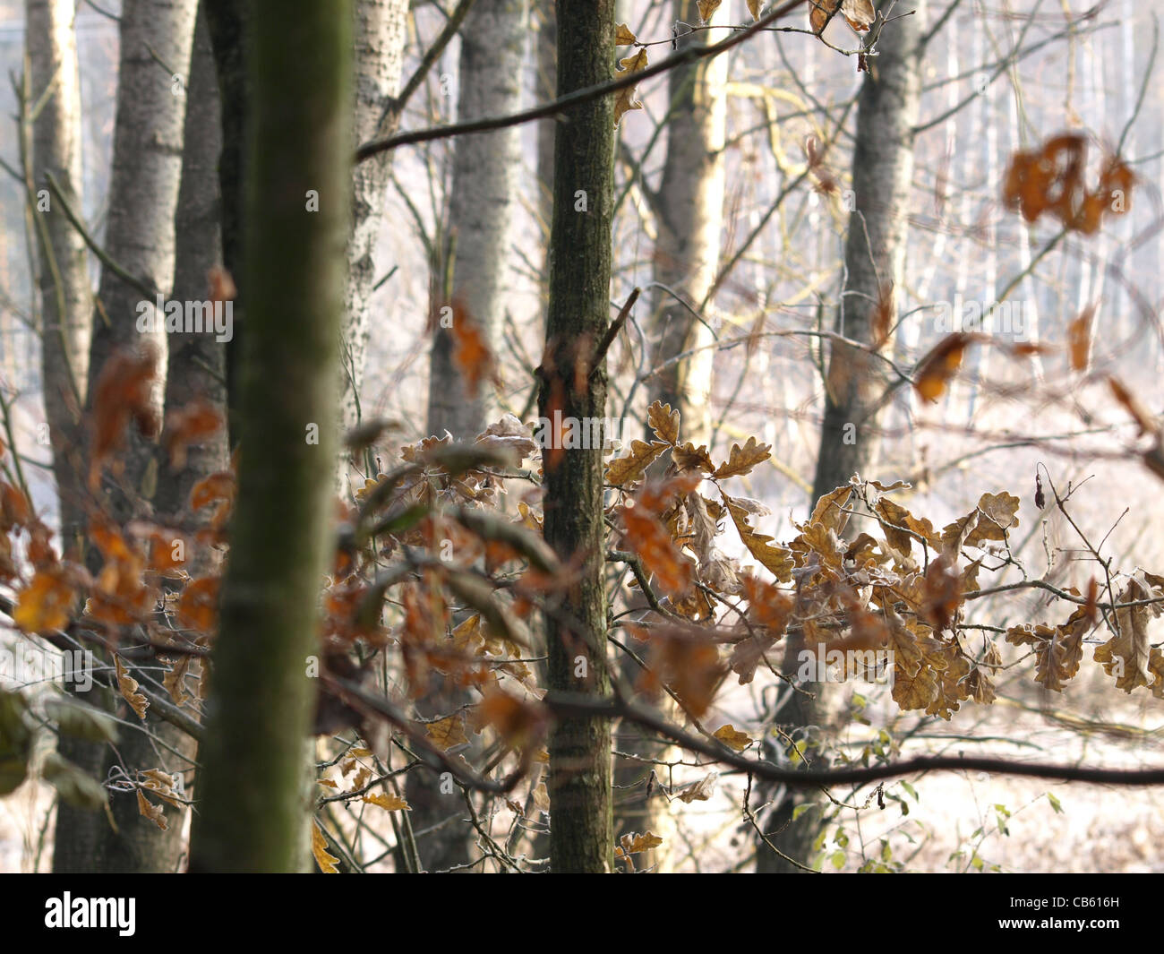 Oaktrees e pioppi in autunno / Eichen und Pappeln im Herbst Foto Stock