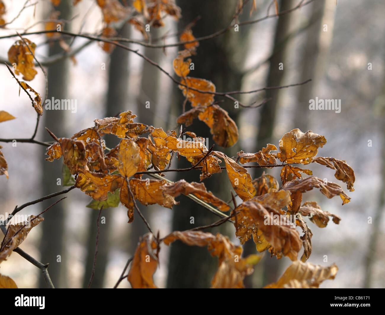 Oaktrees in autunno / Eichen im Herbst Foto Stock