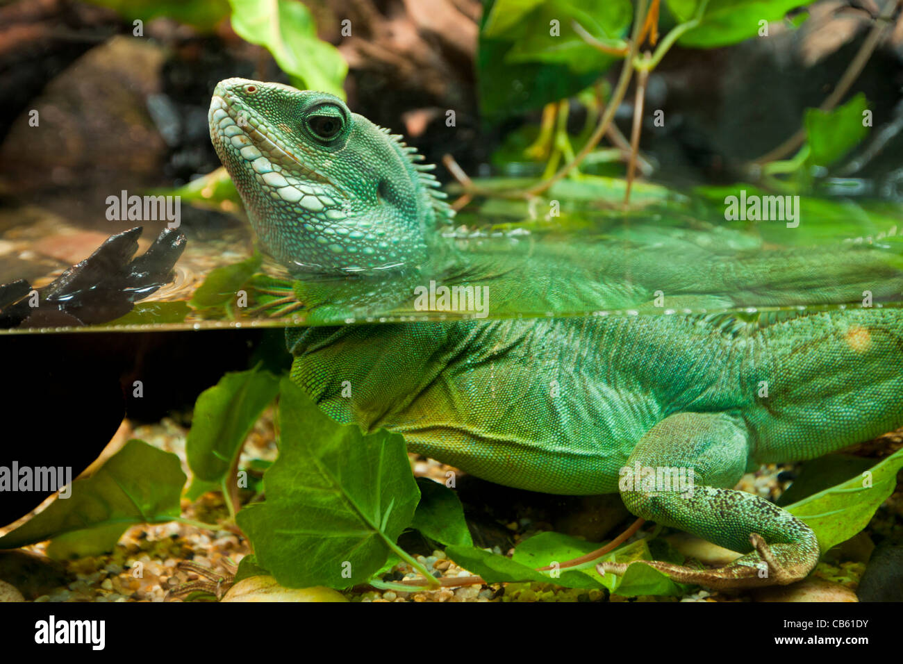 Acqua cinese dragon Physignathus cocincinus Shanghai ocean Aquarium, Repubblica Popolare Cinese, PRC, Asia Foto Stock