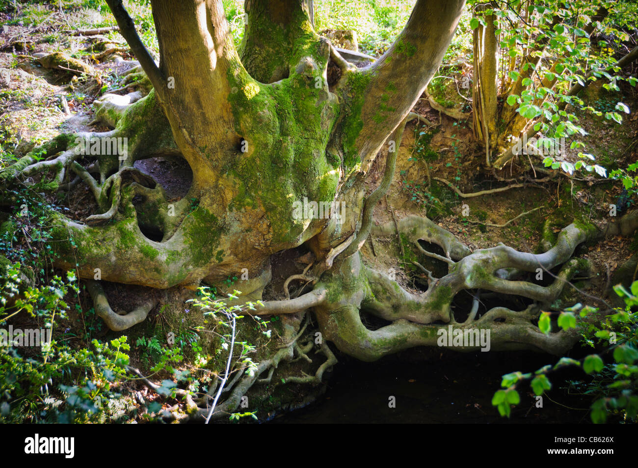 Meravigliosamente intrecciati tortuoso albero radici sul bordo del fiume profondo banca. Foto Stock