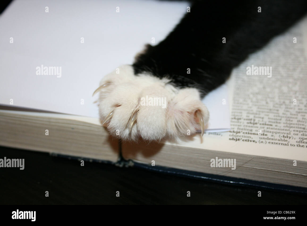 Bianco e nero gamba del gatto con piedi grandi e artigli. Foto Stock