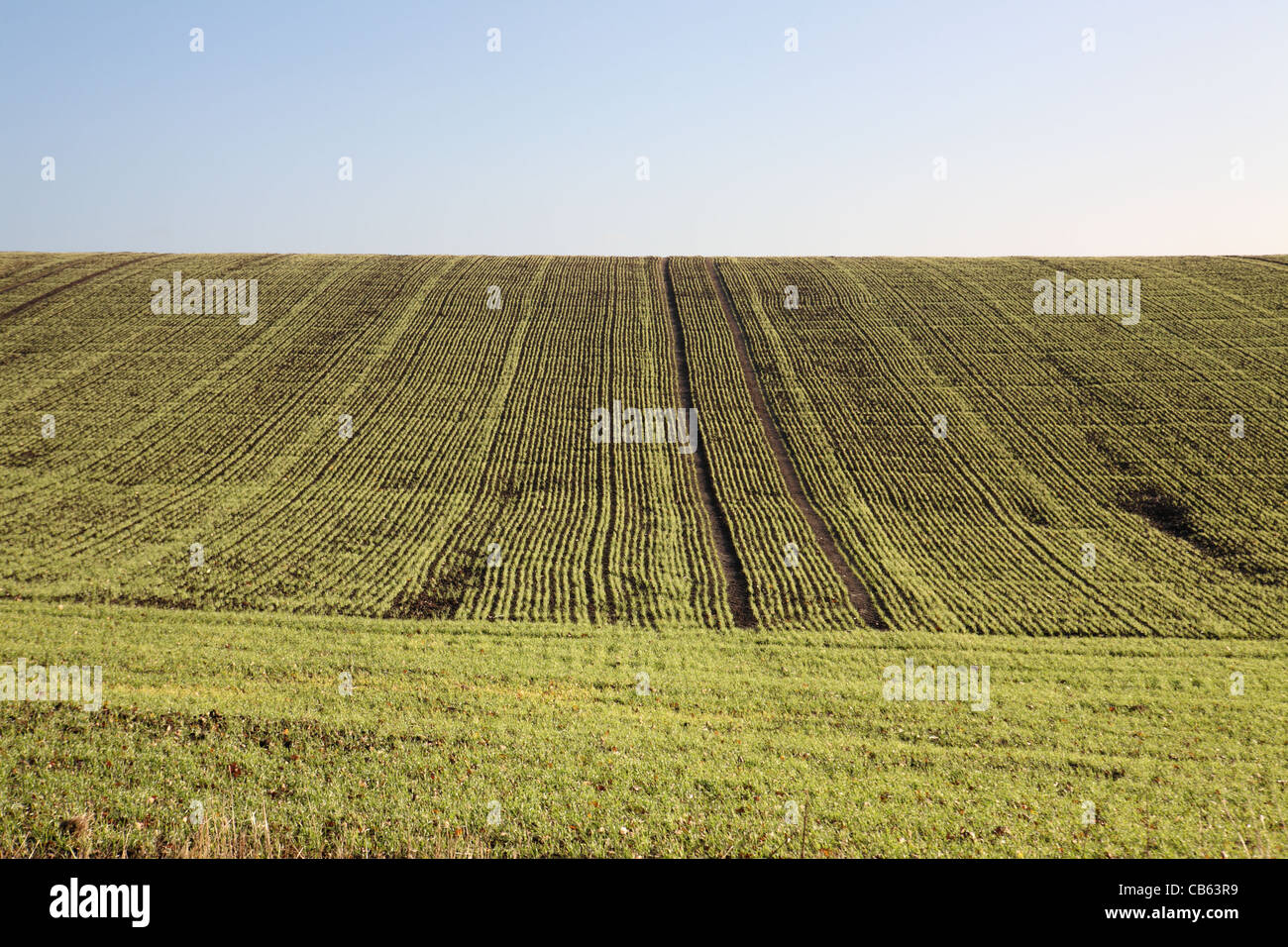 Vuoto il campo verde con la luce blu cielo sopra mostra le linee o solchi di un nascente raccolto. Foto Stock