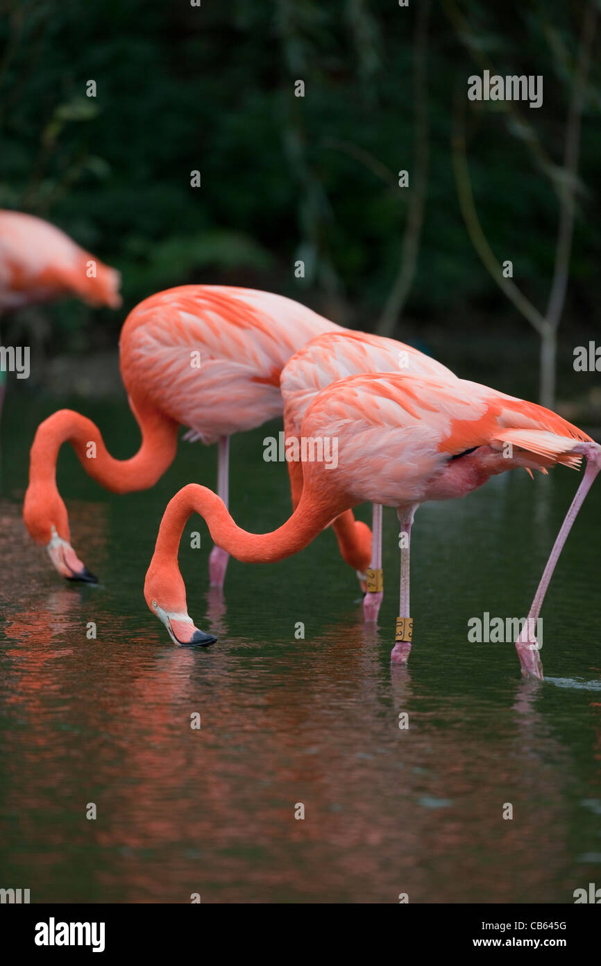 Caraibi, roseo, americano o maggiore fenicotteri (Phoenicopterus ruber ruber). Filtro alimentazione dalla superficie dell'acqua. Foto Stock