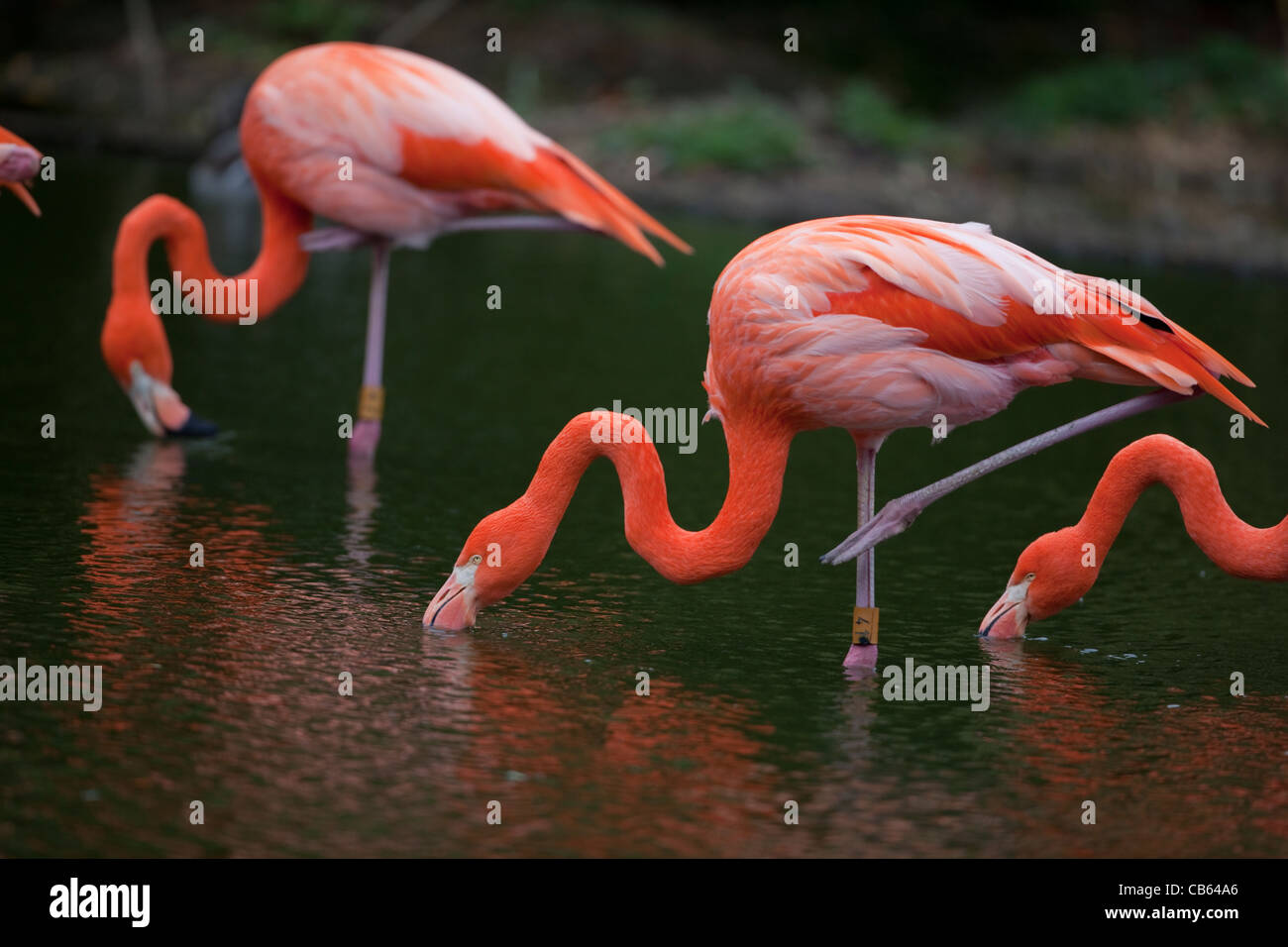 Caraibi o American Flamingo Phoenicopterus ruber alimentare acqua di superficie, in piedi una gamba, appoggio di altri NB vertebre cervicali forme al collo Foto Stock