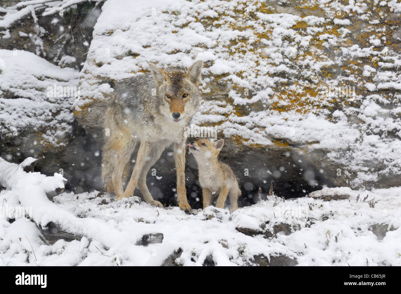 Coyote pup rendendo il divertimento di sua madre Foto Stock