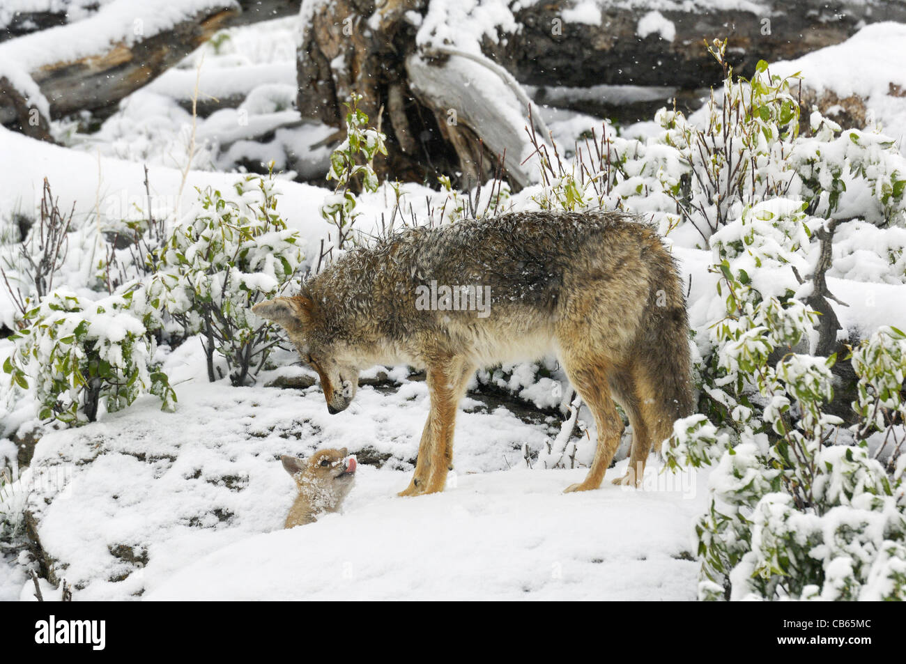 Un coyote madre saluta uno dei suoi cuccioli in una tempesta di neve vicino a loro den Foto Stock
