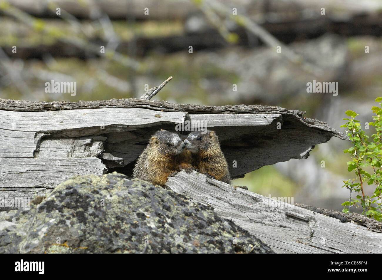 Marmotta di ventre giallo Bambini baciare. Foto Stock