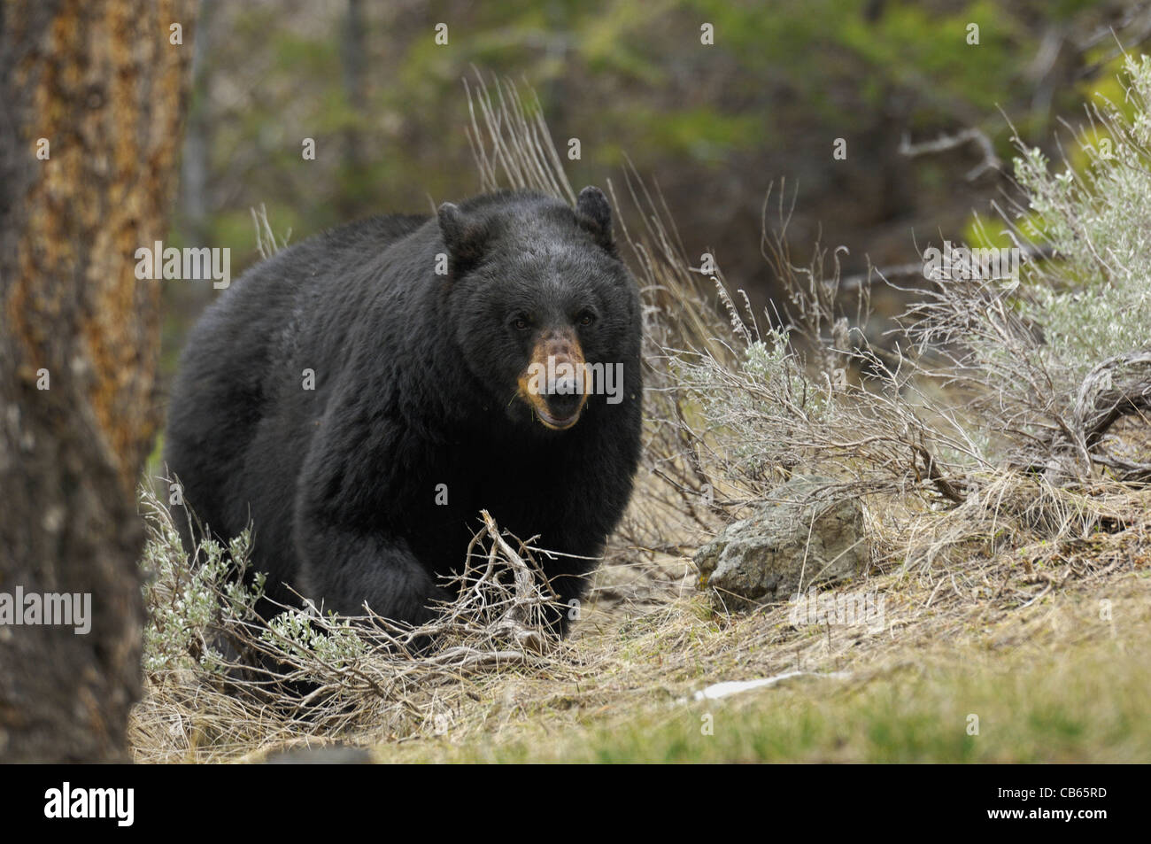 Big Black Bear in movimento Foto Stock