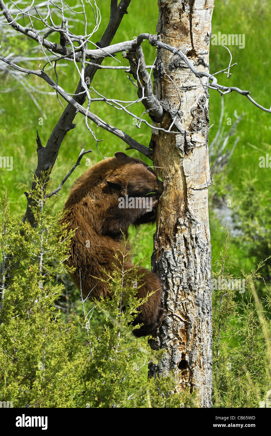 La cannella-colorato Black Bear scavare cavità nido di picchi (Sfarfallio del Nord). Foto Stock