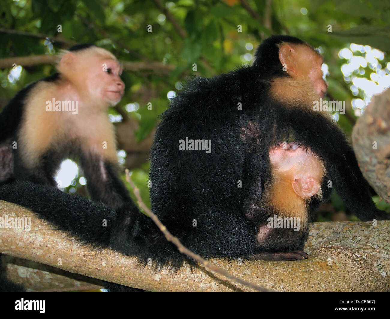 Di fronte bianco-scimmia cappuccino con il bambino succhia, parco nazionale di Cahuita, Caraibi, Costa Rica Foto Stock