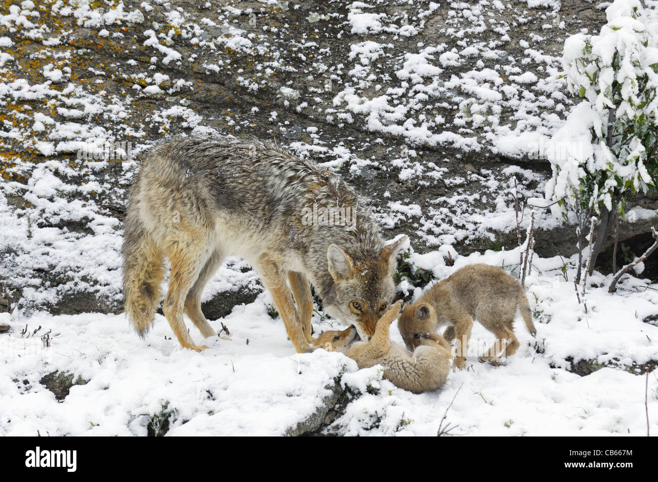 Coyote Madre a giocare con i cuccioli Foto Stock