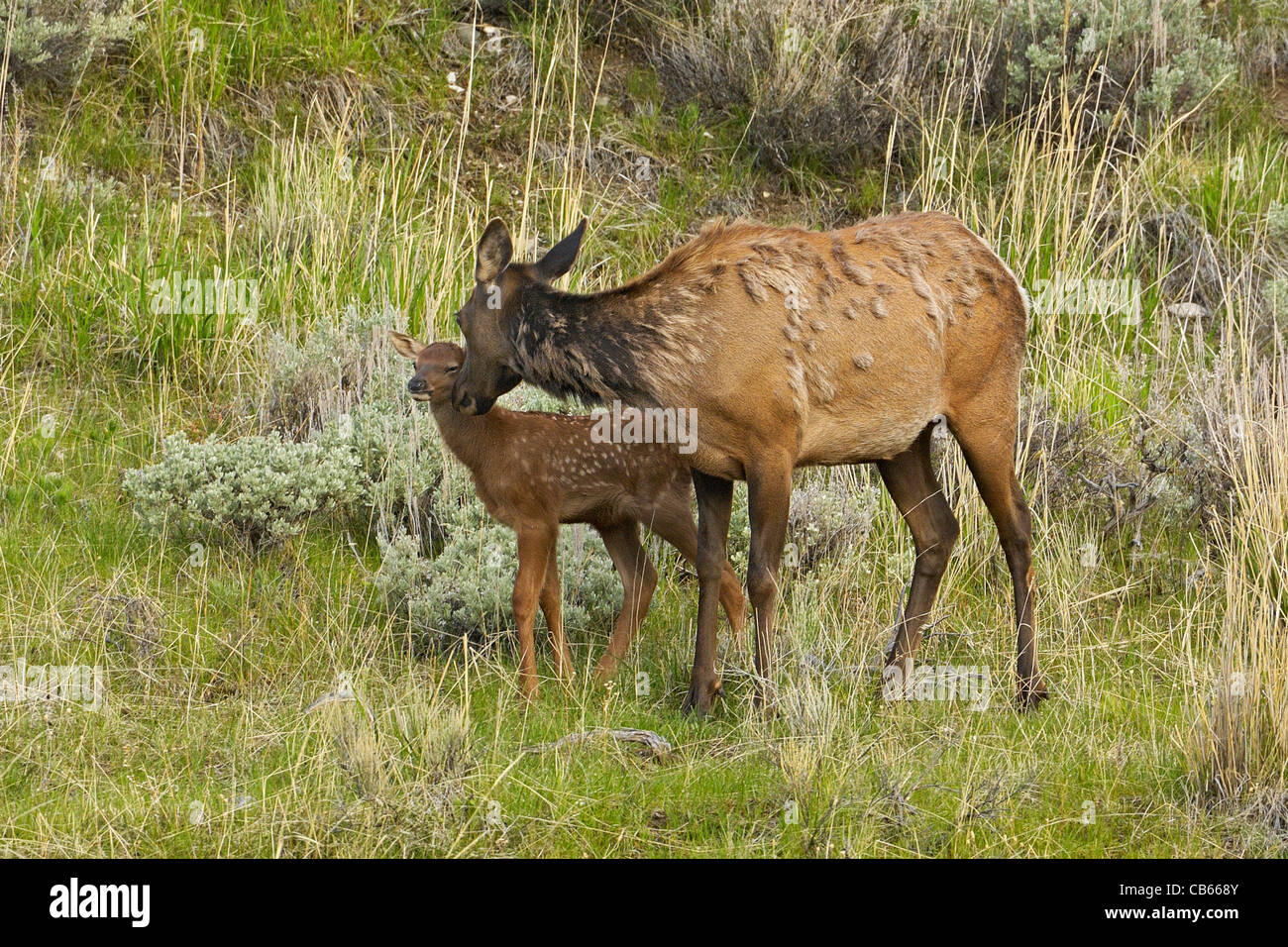 Madre Elk nuzzling con il suo vitello neonato. Foto Stock