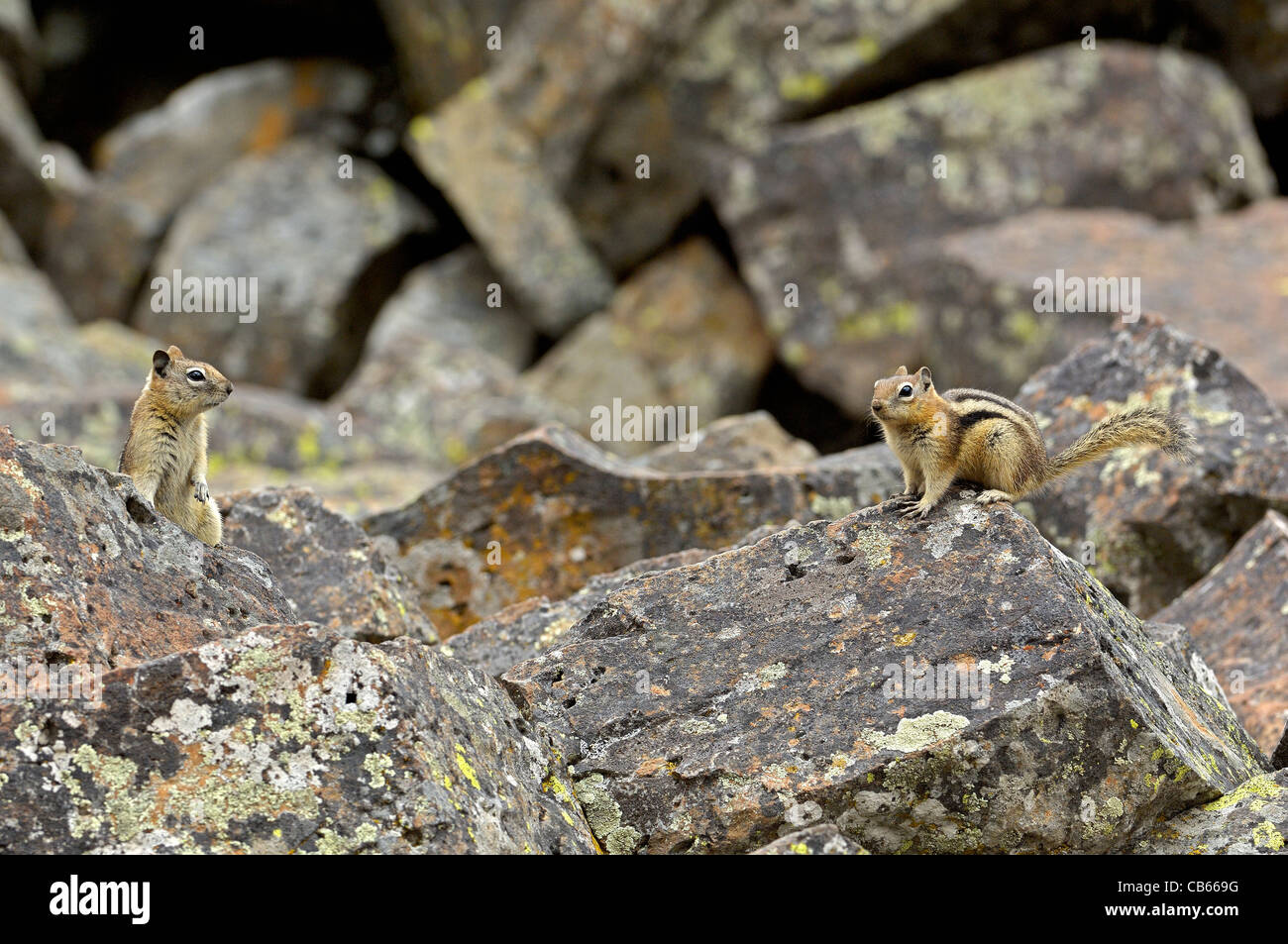 Golden-Massa mantled scoiattoli in montagna rocciosa del paesaggio. Foto Stock
