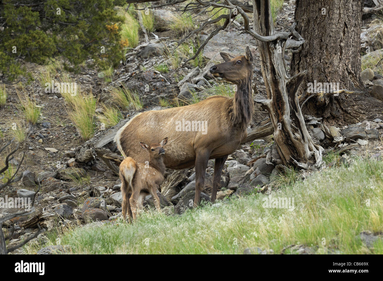 Madre Elk e il bambino sul pendio di montagna. Foto Stock