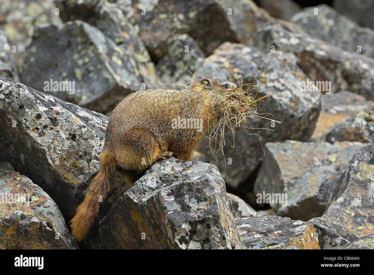 Marmotta di ventre giallo madre di erba che porta al suo den. Foto Stock