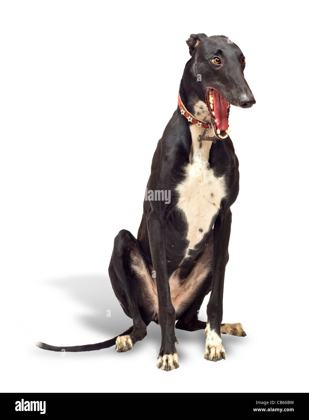 Levriero cane, 18 mesi di età, seduto e sbadigli di fronte a uno sfondo bianco Foto Stock