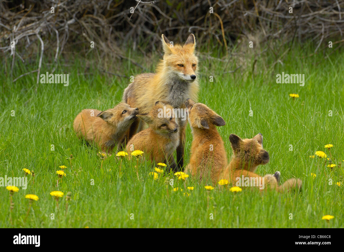 Fox incontro di famiglia. Foto Stock