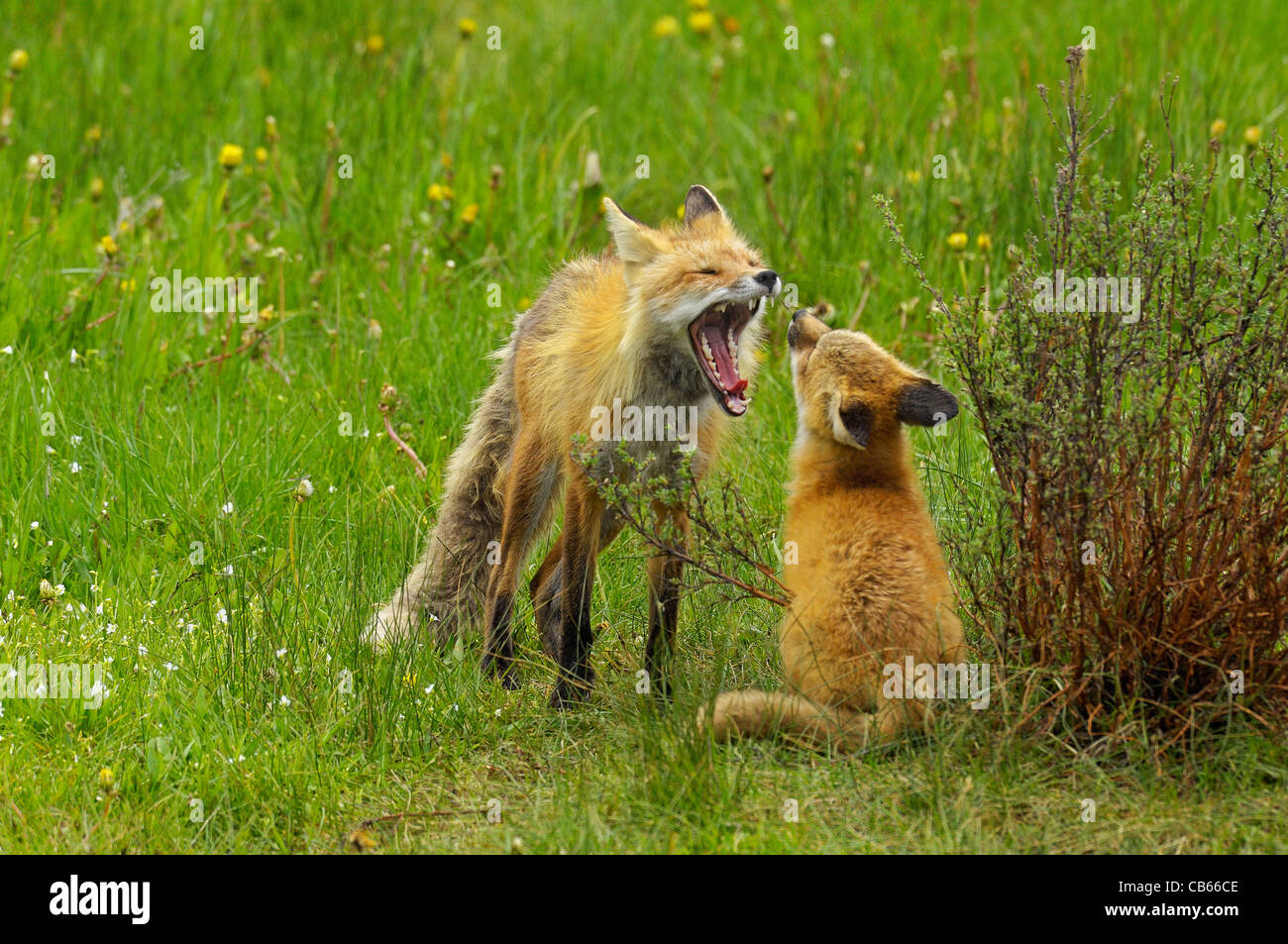Madre Fox a giocare con i suoi figli Foto Stock