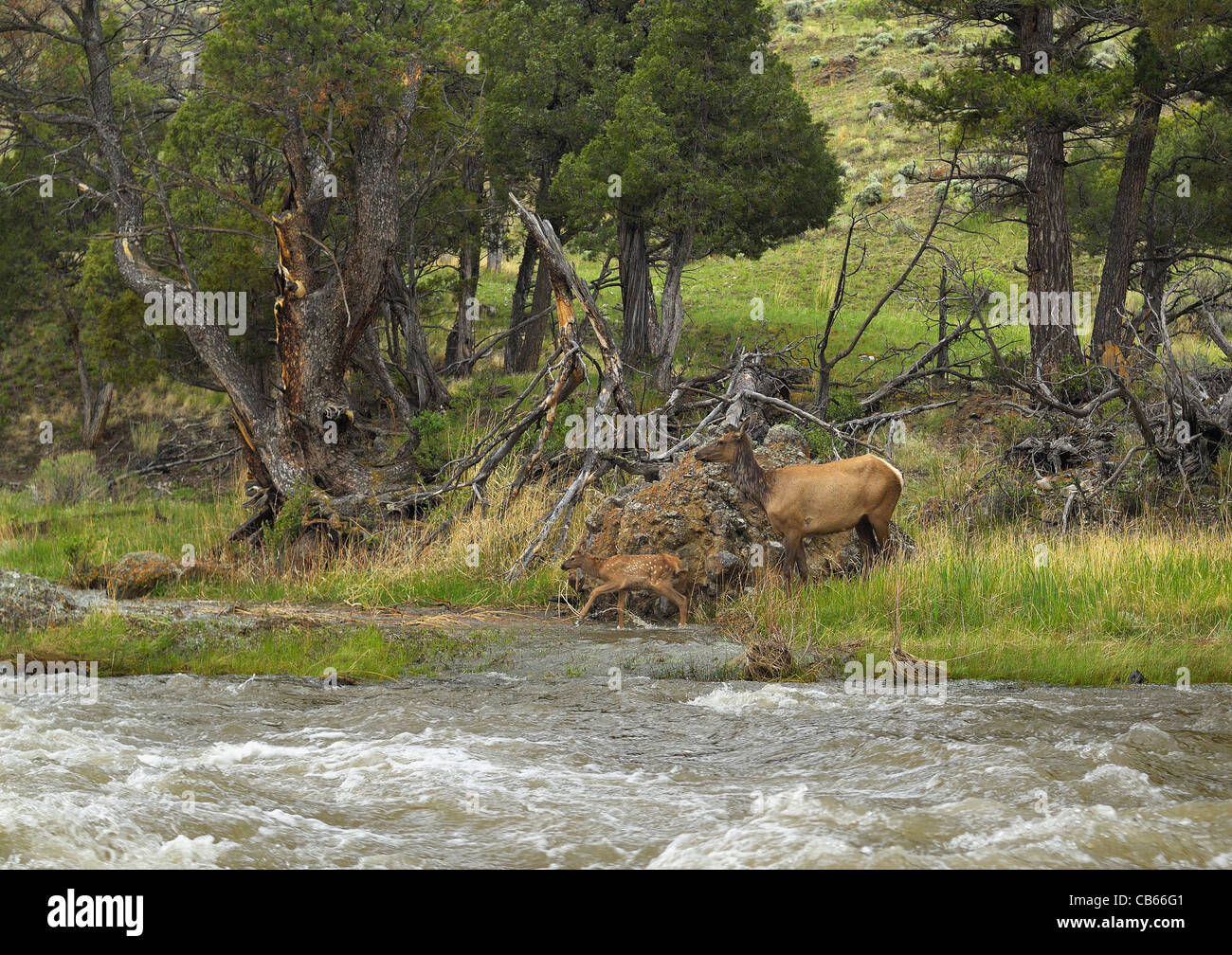 Elk madre e neonato lungo il fiume di montagna. Foto Stock