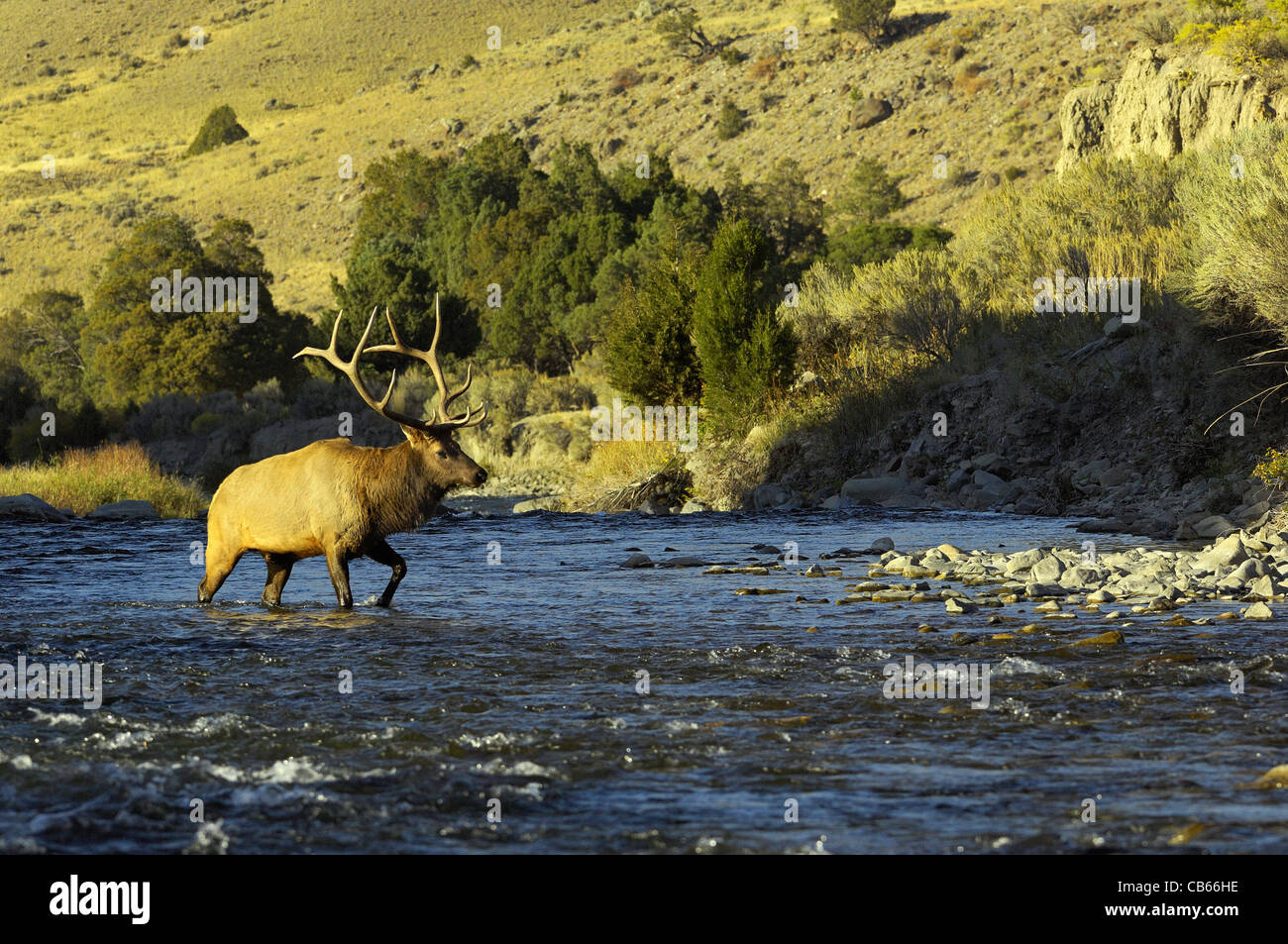 Bull Elk attraversando il fiume Gardiner nel Parco Nazionale di Yellowstone. Foto Stock