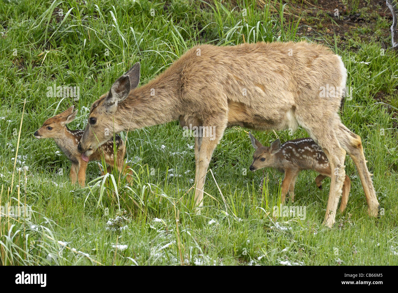 Madre protettiva Deer Foto Stock