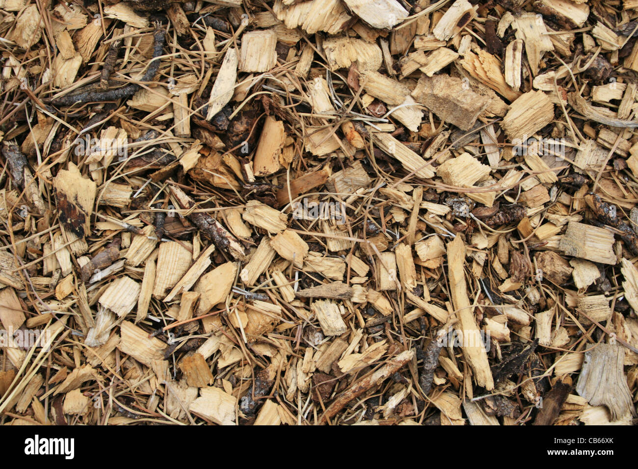 Trucioli di legno di pino e ago sfondo di pacciamatura Foto Stock