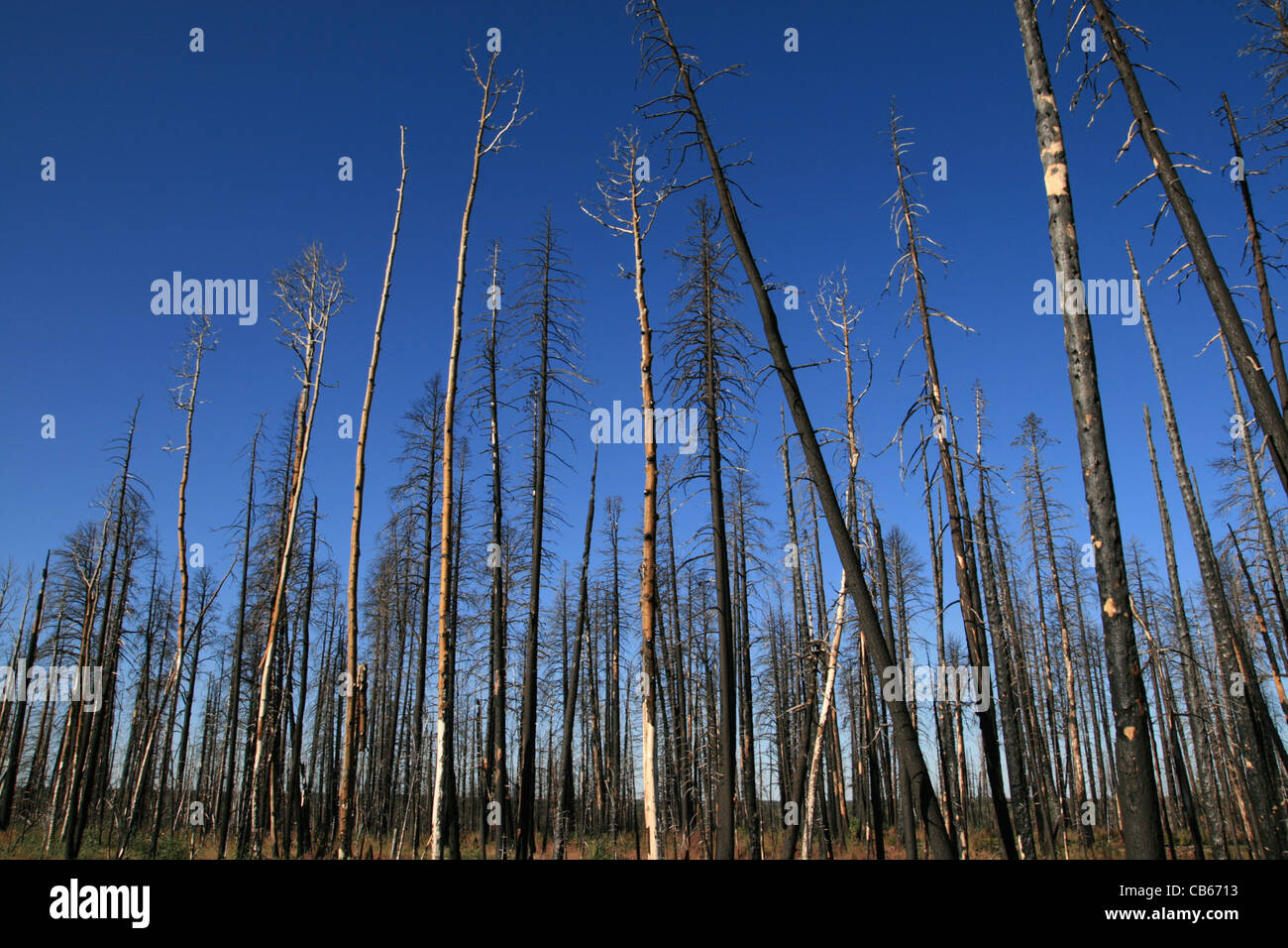 Alberi bruciati contro un cielo blu dal calore del fuoco nel nord Kaibab National Forest Foto Stock