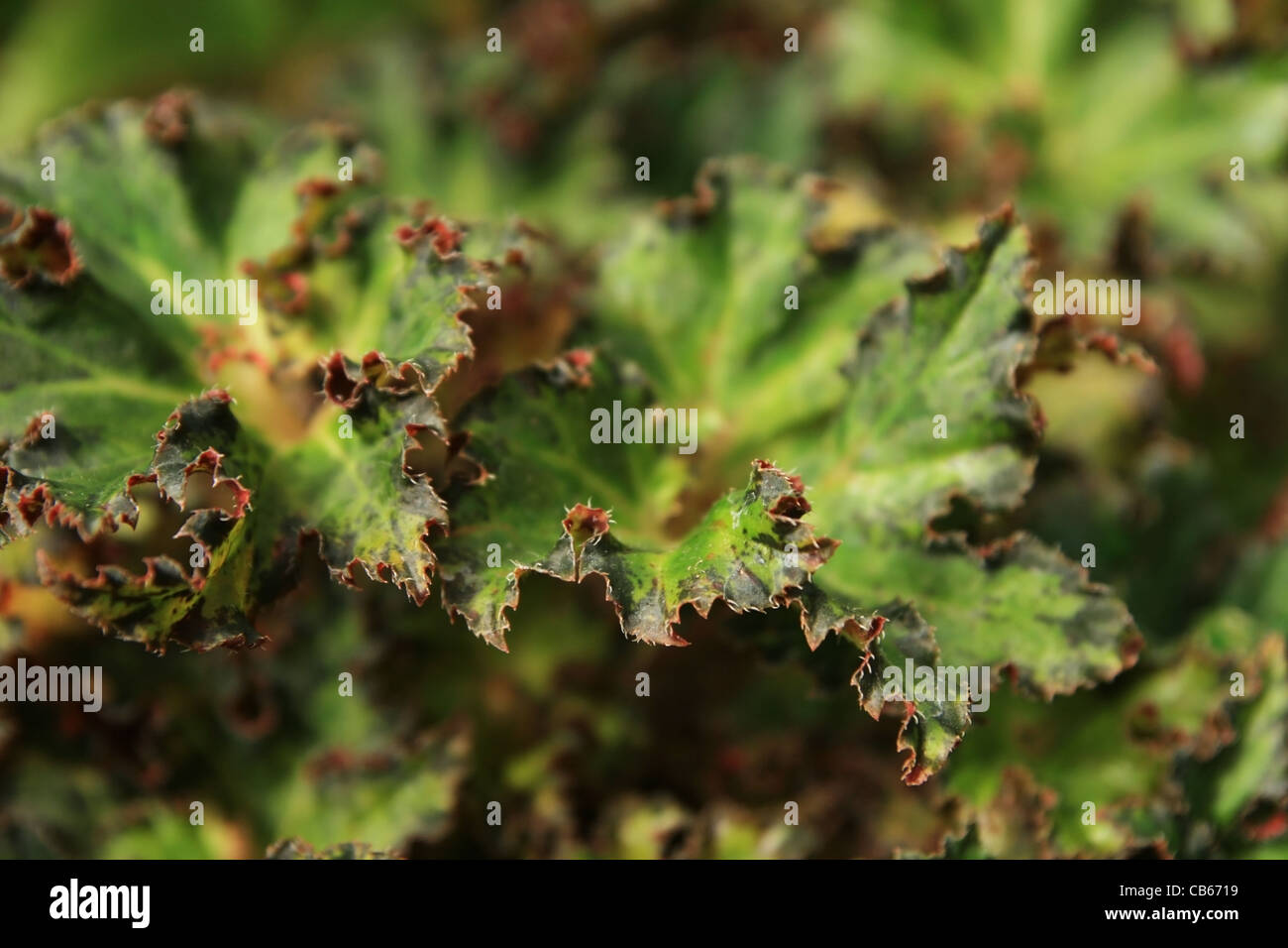 Immagine astratta di contorte begonia bordo del battente con profondità di campo Foto Stock