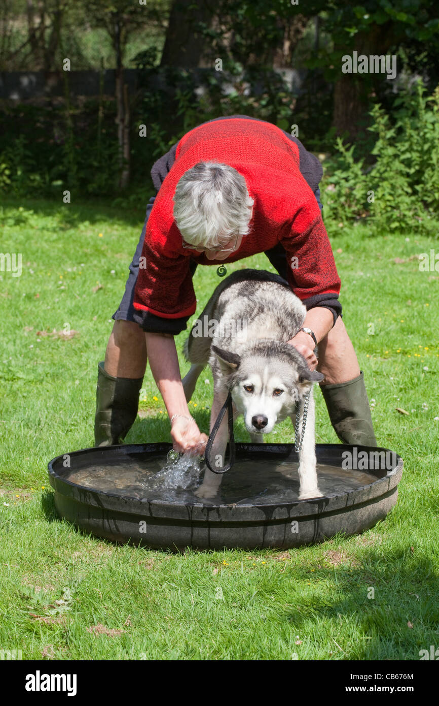 Siberian Husky (Canis lupus familiaris). Cane domestico. Introduzione alla vasca da bagno e acqua e su per rivestire. Foto Stock