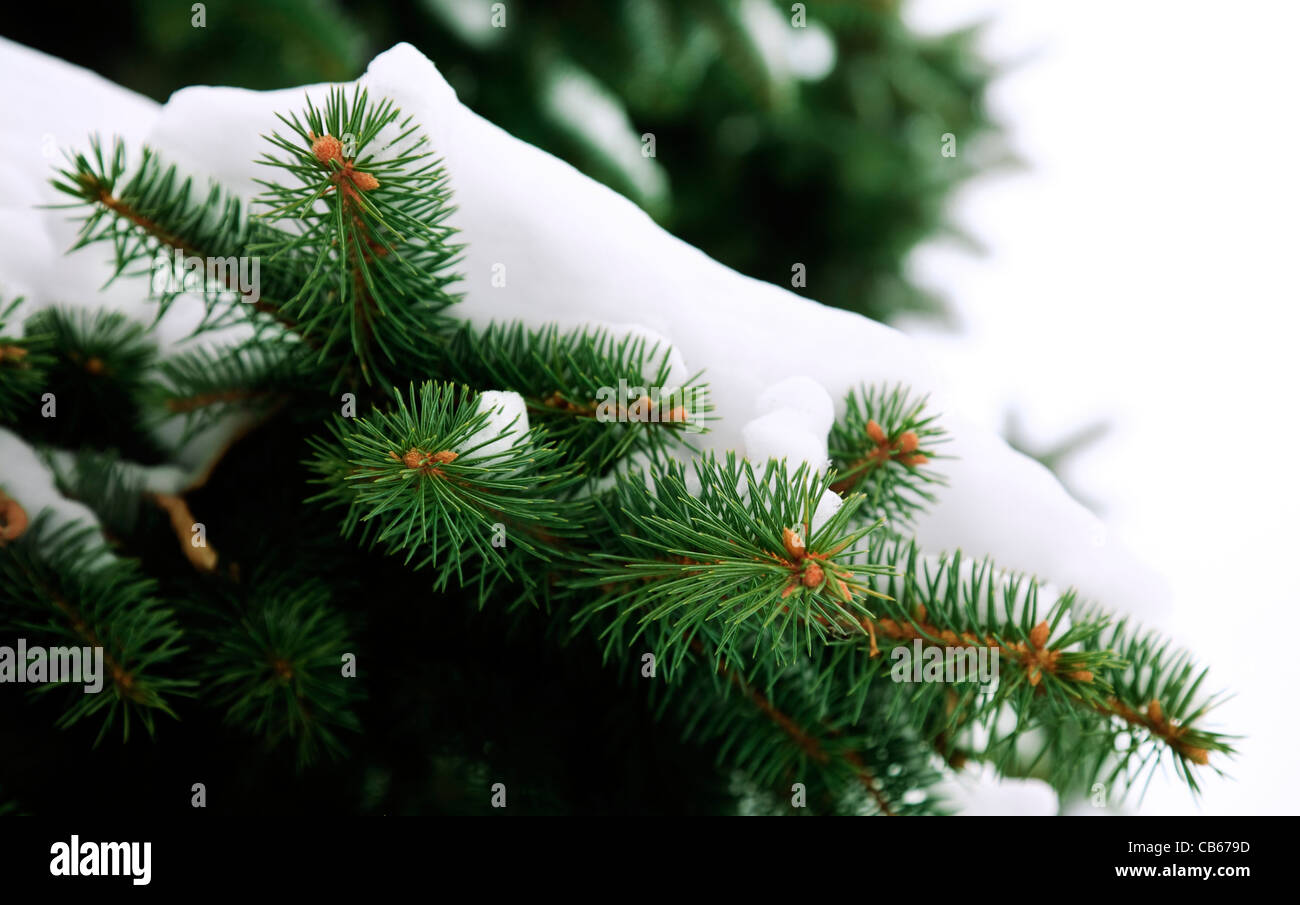 Il ramo con la neve Foto Stock