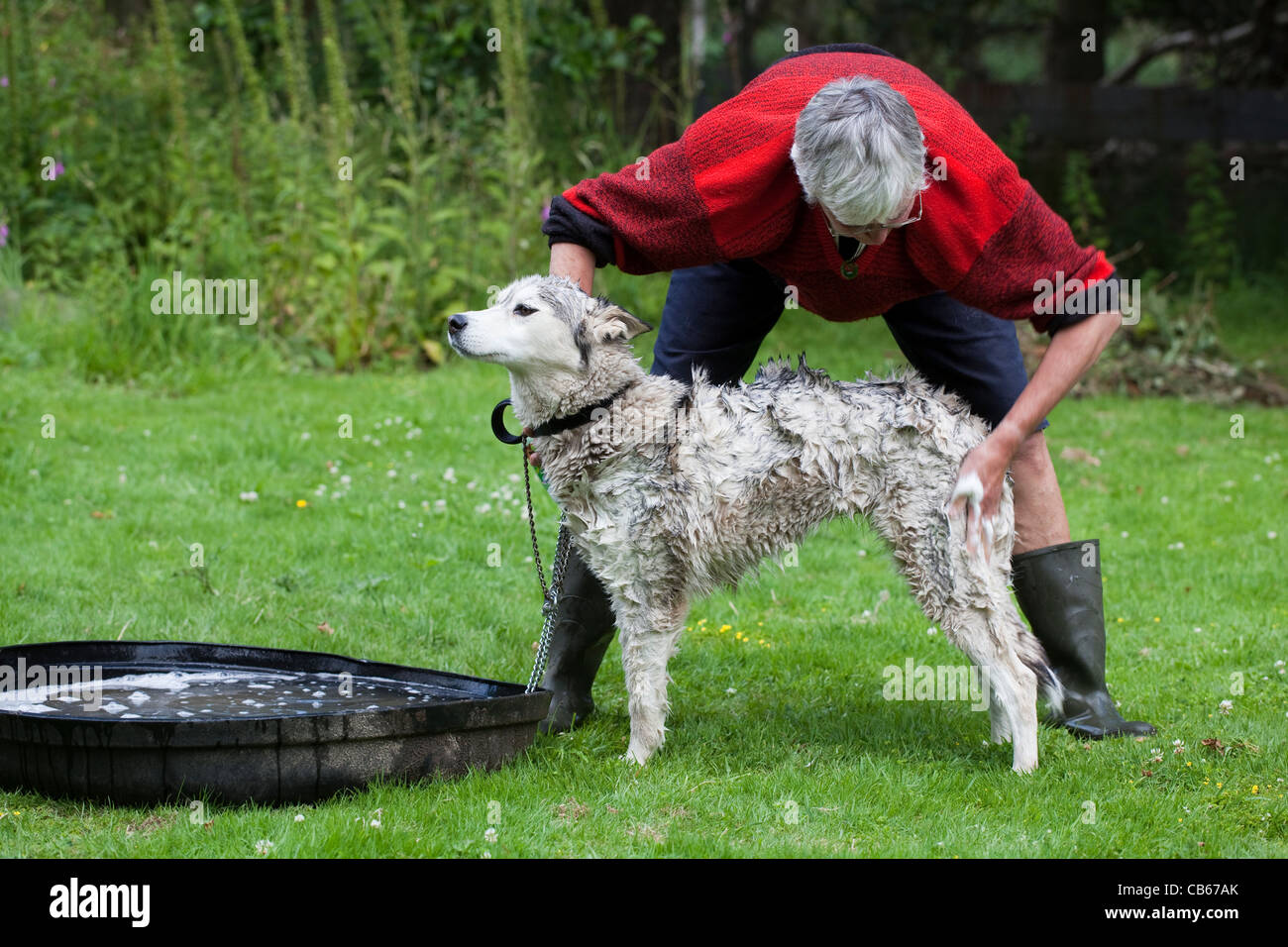 Siberian Husky (Canis lupus familiaris). Cane domestico. Applicazione di sapone a ricoprire. Foto Stock
