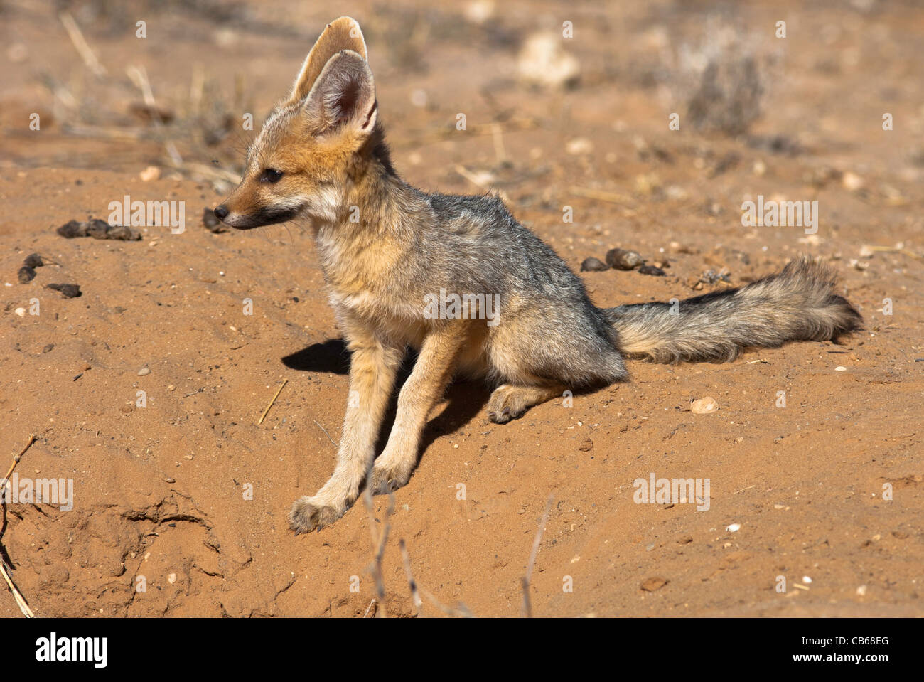 Cape fox giovani seduti a den Foto Stock